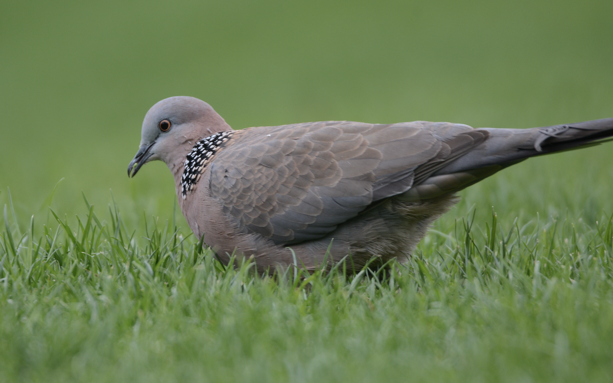 Spotted Dove - ML128685171