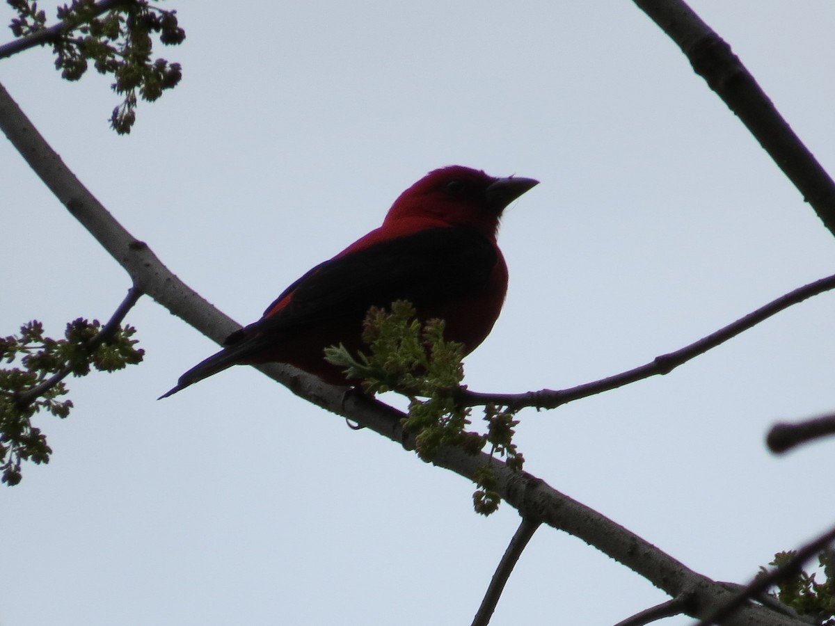 Scarlet Tanager - ML128691811