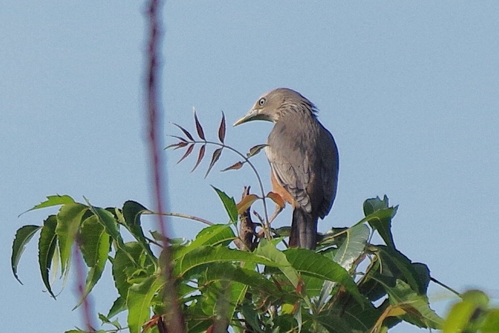 Chestnut-tailed/Malabar Starling - ML128693231