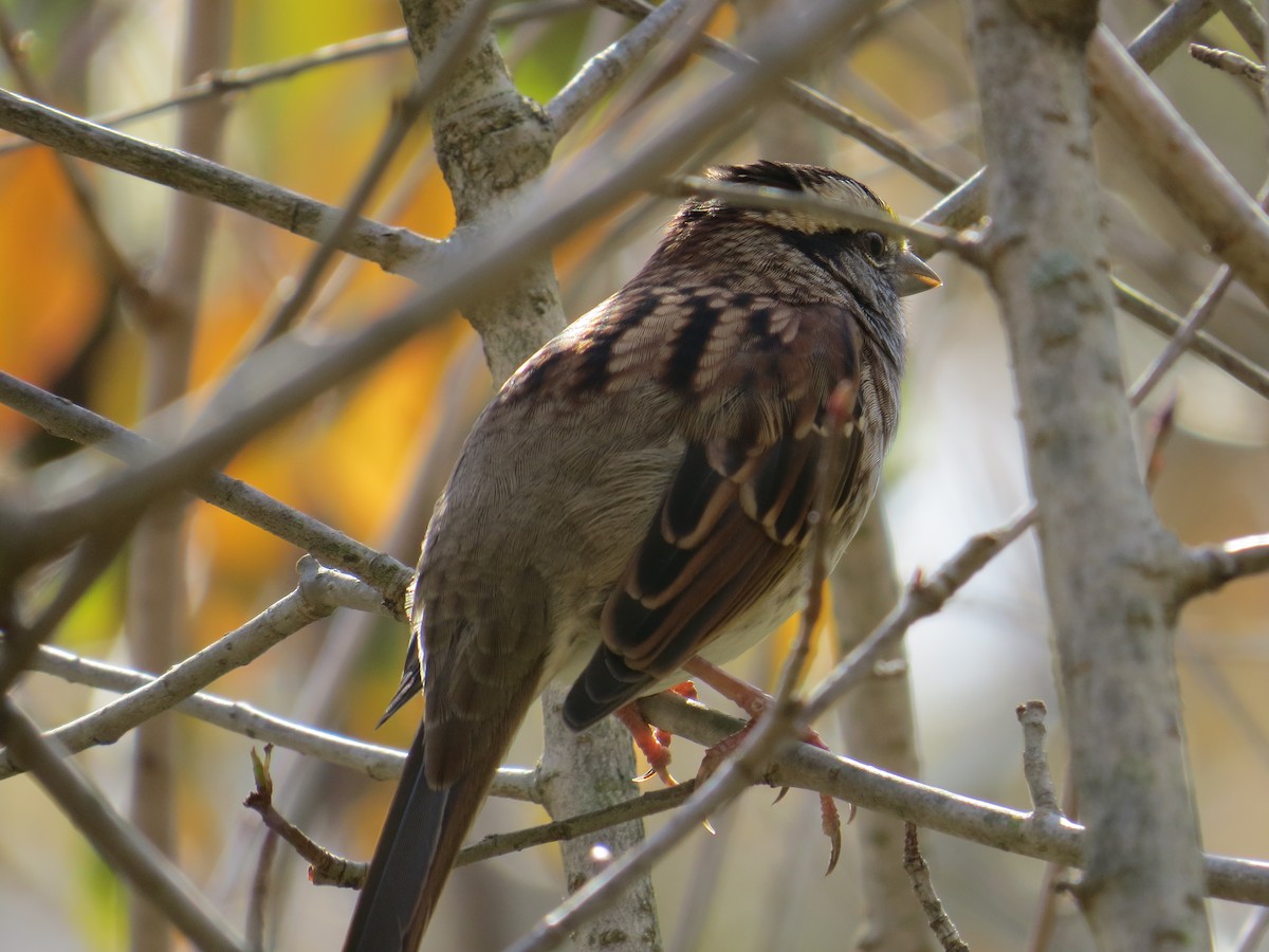 White-throated Sparrow - Damon Orsetti