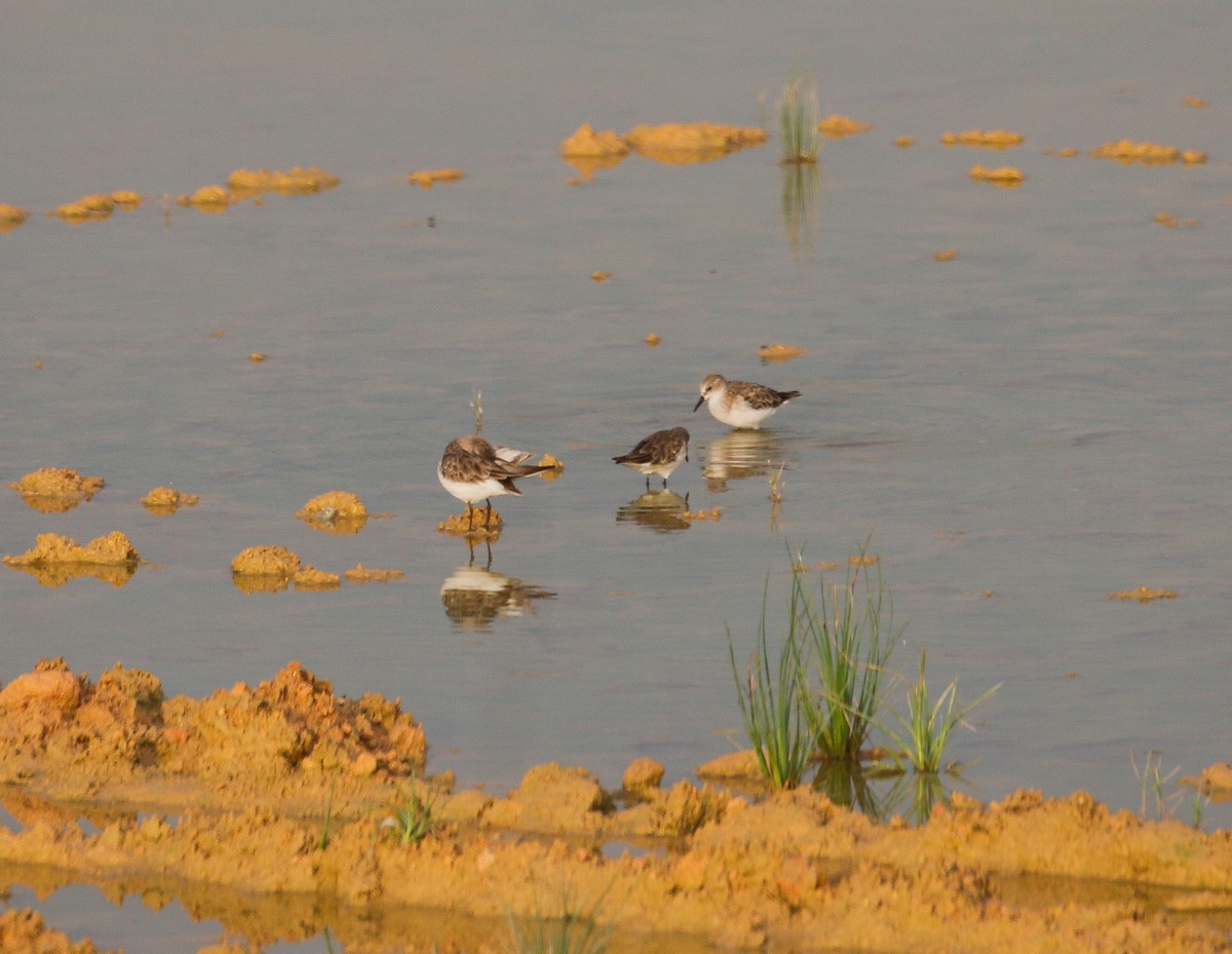 Red-necked Stint - Neoh Hor Kee