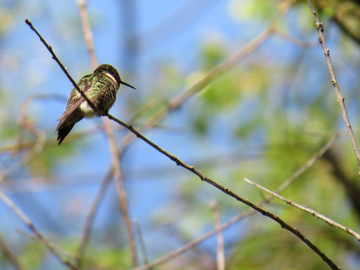Ruby-throated Hummingbird - Damon Orsetti
