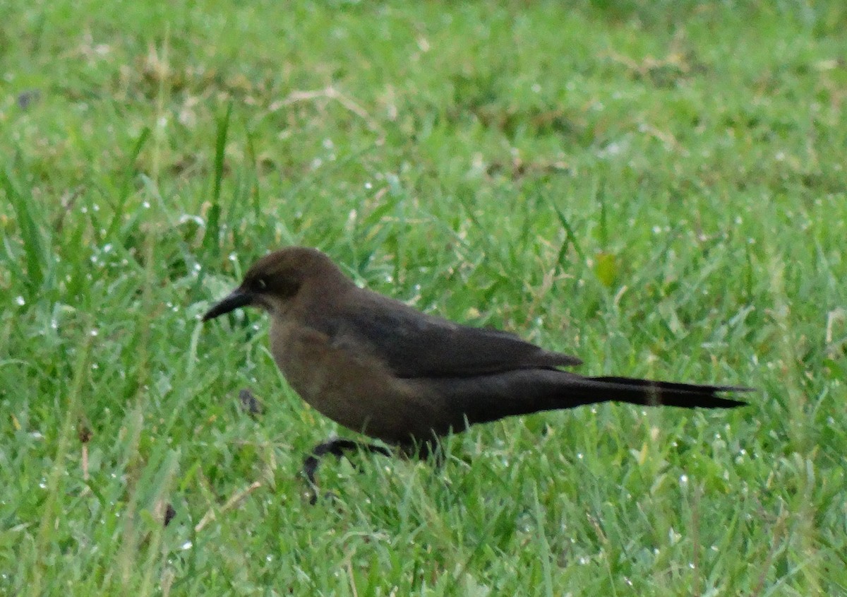 Great-tailed Grackle - Diane Rose