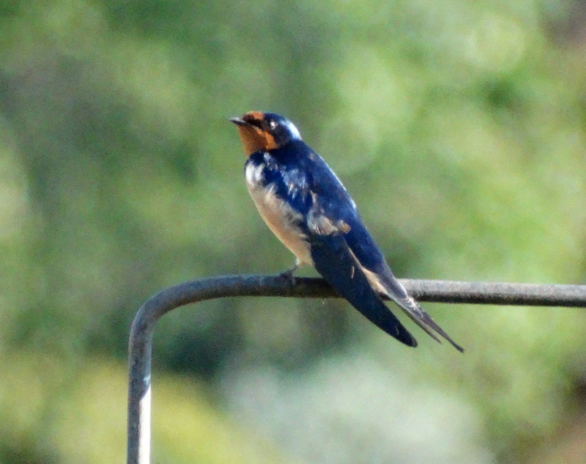 Barn Swallow (American) - ML128701691
