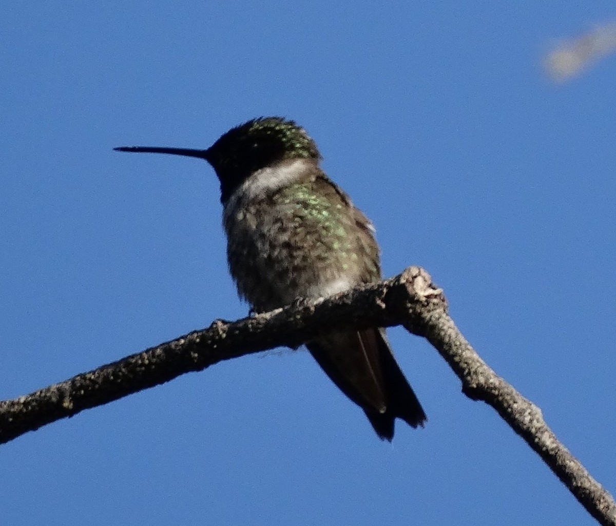 Black-chinned Hummingbird - Diane Rose