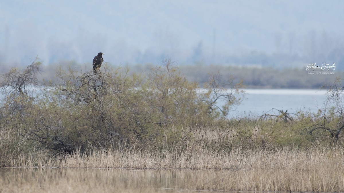 Greater Spotted Eagle - ML128702821