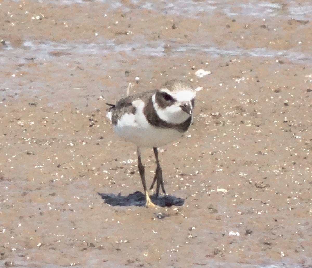 Semipalmated Plover - ML128706501