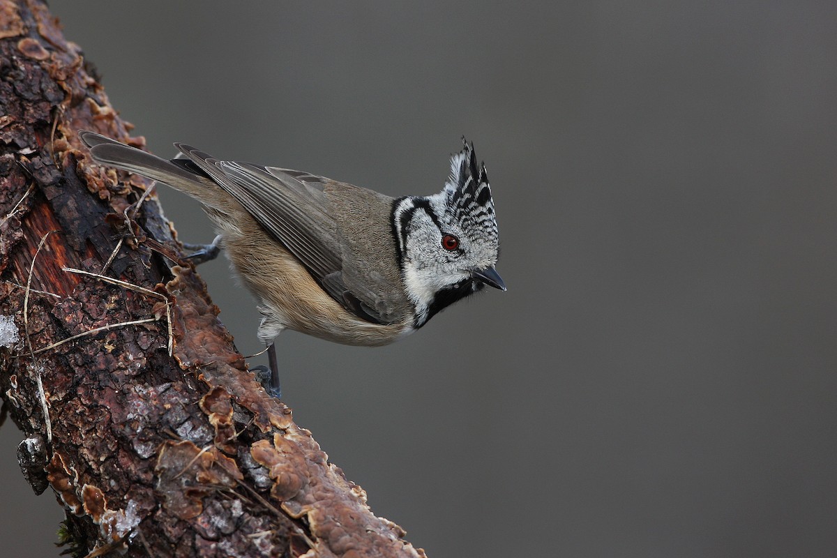 Crested Tit - ML128709641