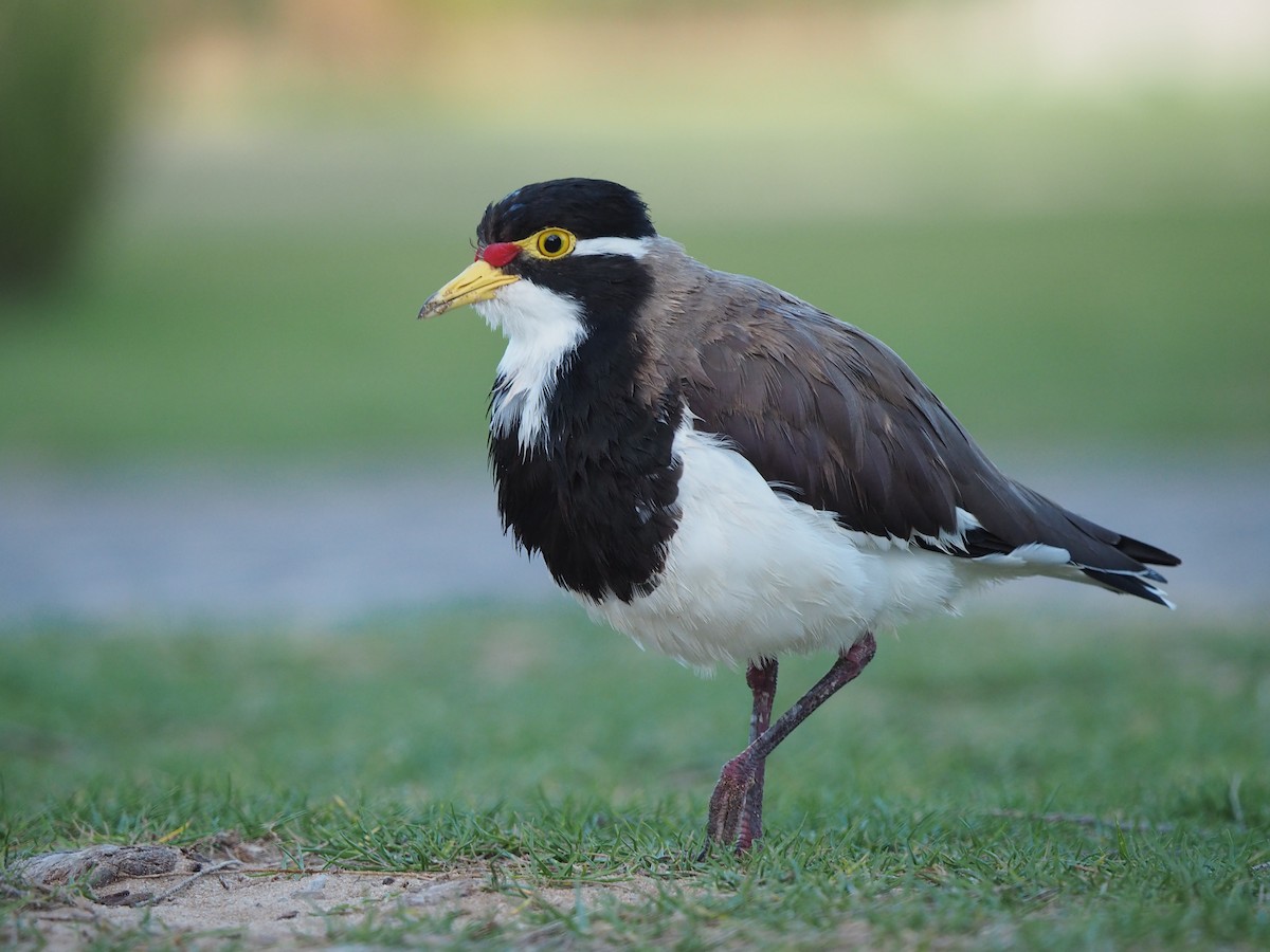 Banded Lapwing - ML128710101