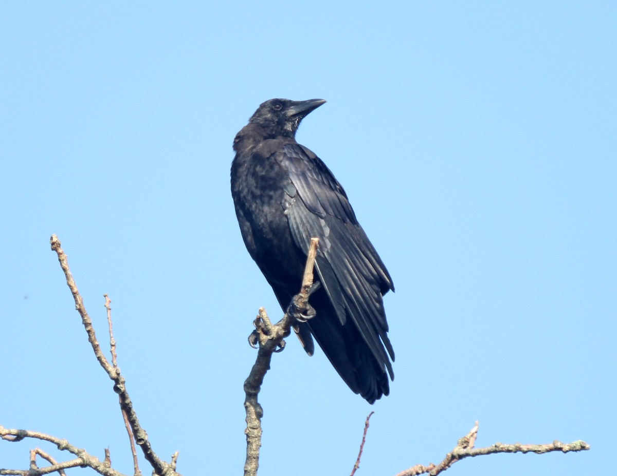 American Crow - Dylan Pedro