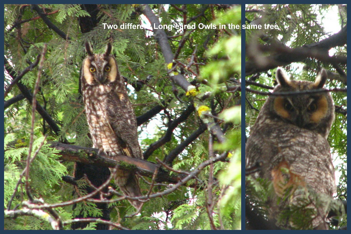 Long-eared Owl - ML128711901