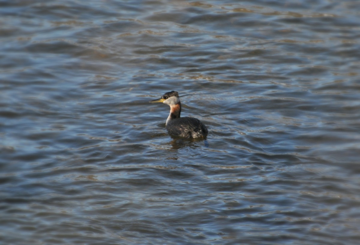 Red-necked Grebe - Lucas Foerster