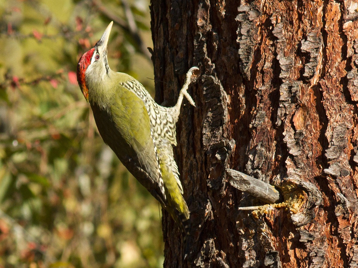 Scaly-bellied Woodpecker - Frode Falkenberg