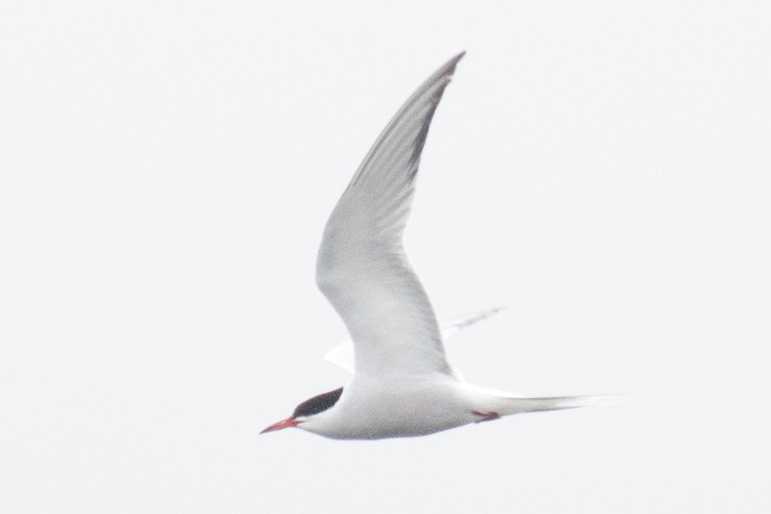 Common Tern - David Brown