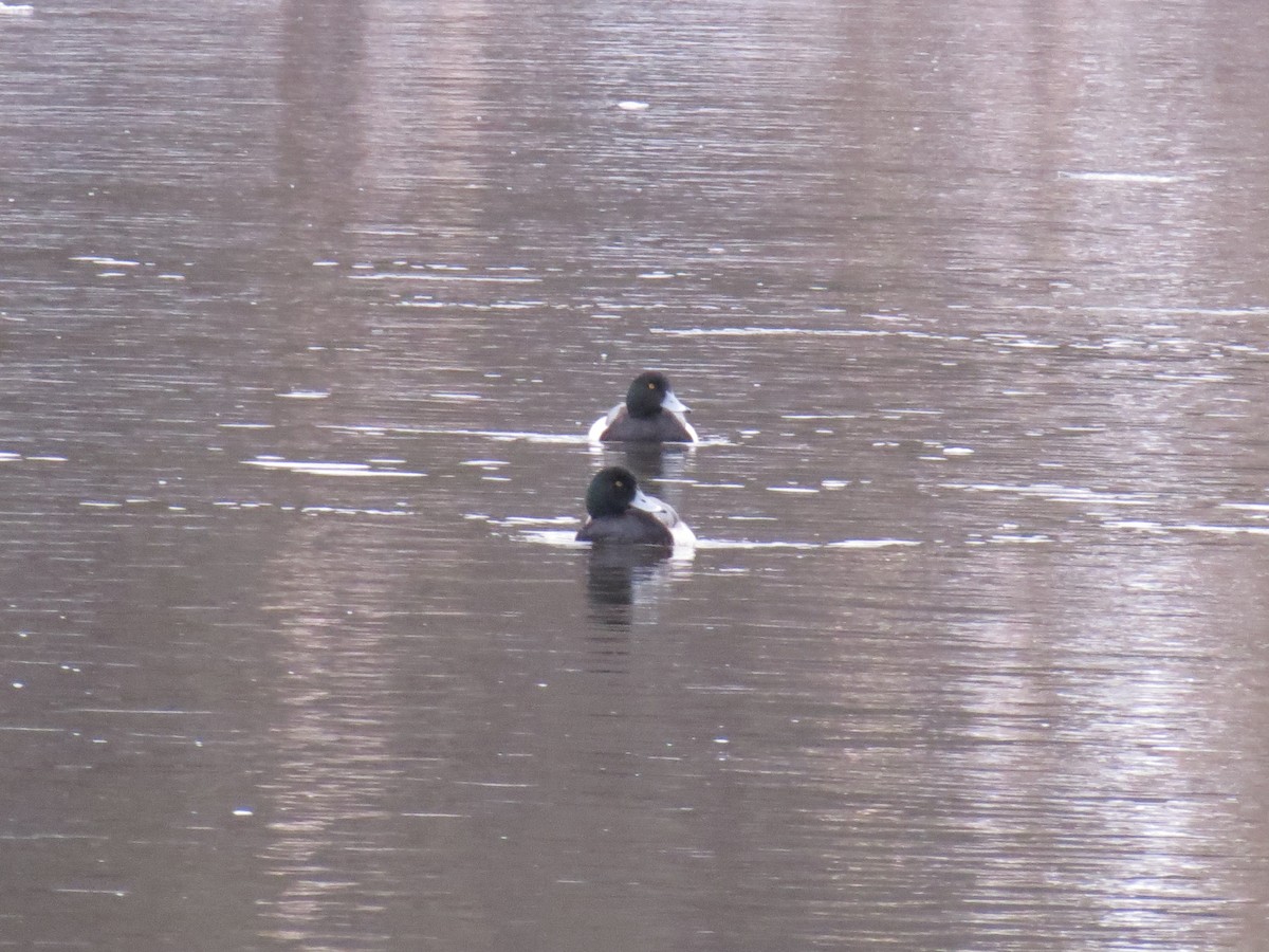 Greater Scaup - ML128717631