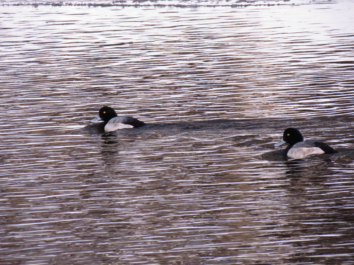 Greater Scaup - ML128717711