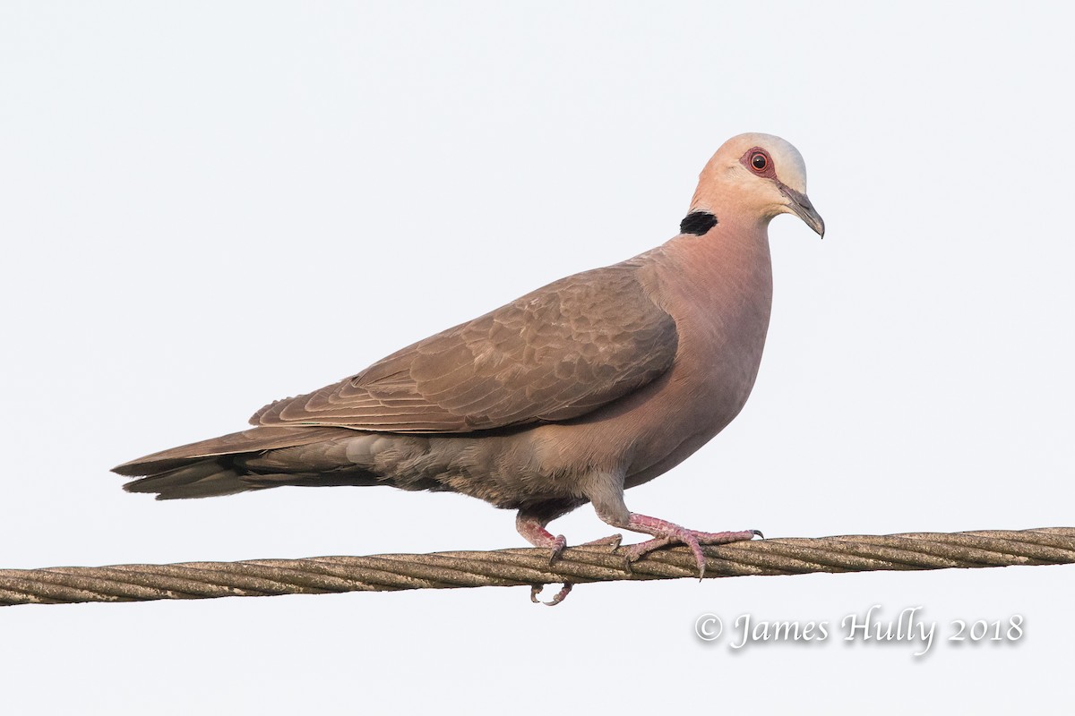 Red-eyed Dove - Jim Hully