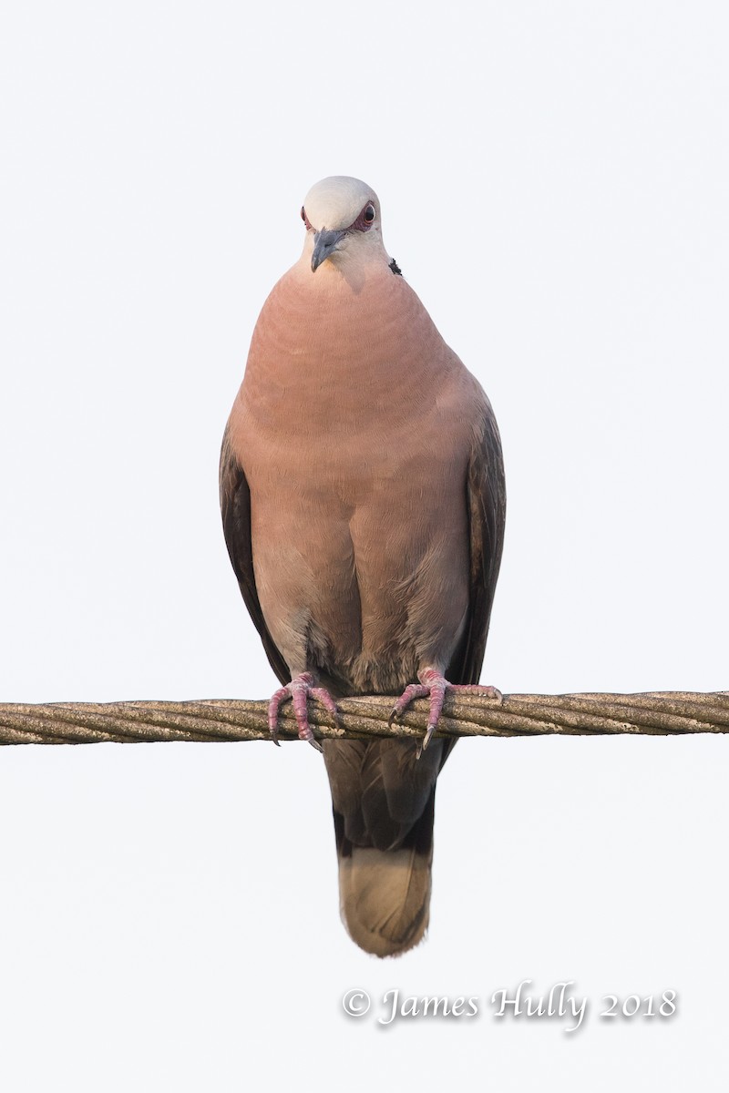 Red-eyed Dove - ML128718061