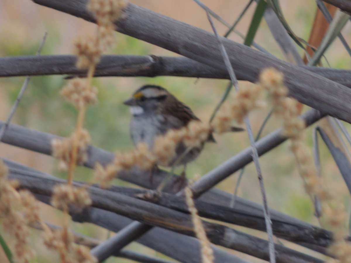 White-throated Sparrow - Paul Suchanek