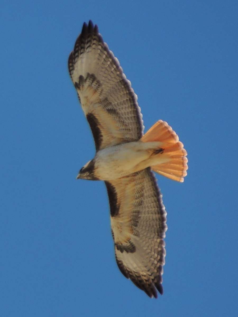 Red-tailed Hawk (fuertesi) - ML128730231