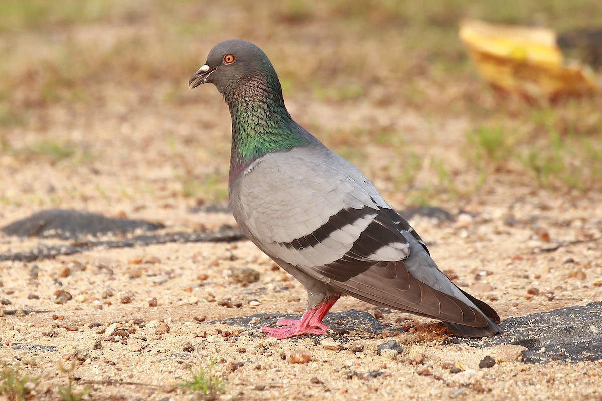 Rock Pigeon (Feral Pigeon) - Surendhar Boobalan