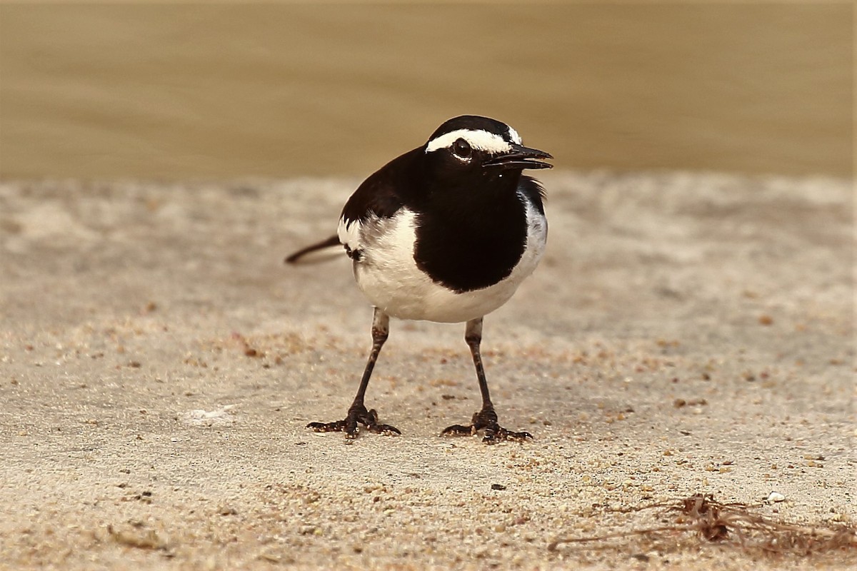 White-browed Wagtail - ML128733561