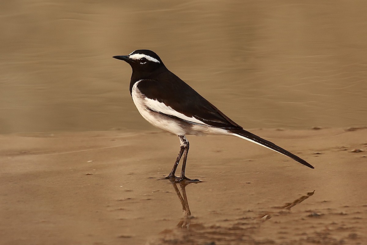 White-browed Wagtail - ML128733571
