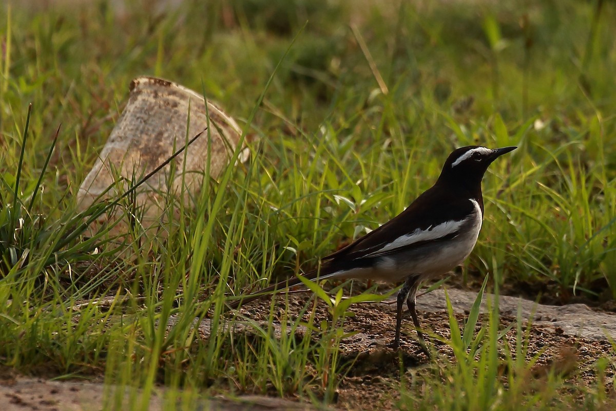 White-browed Wagtail - ML128733601