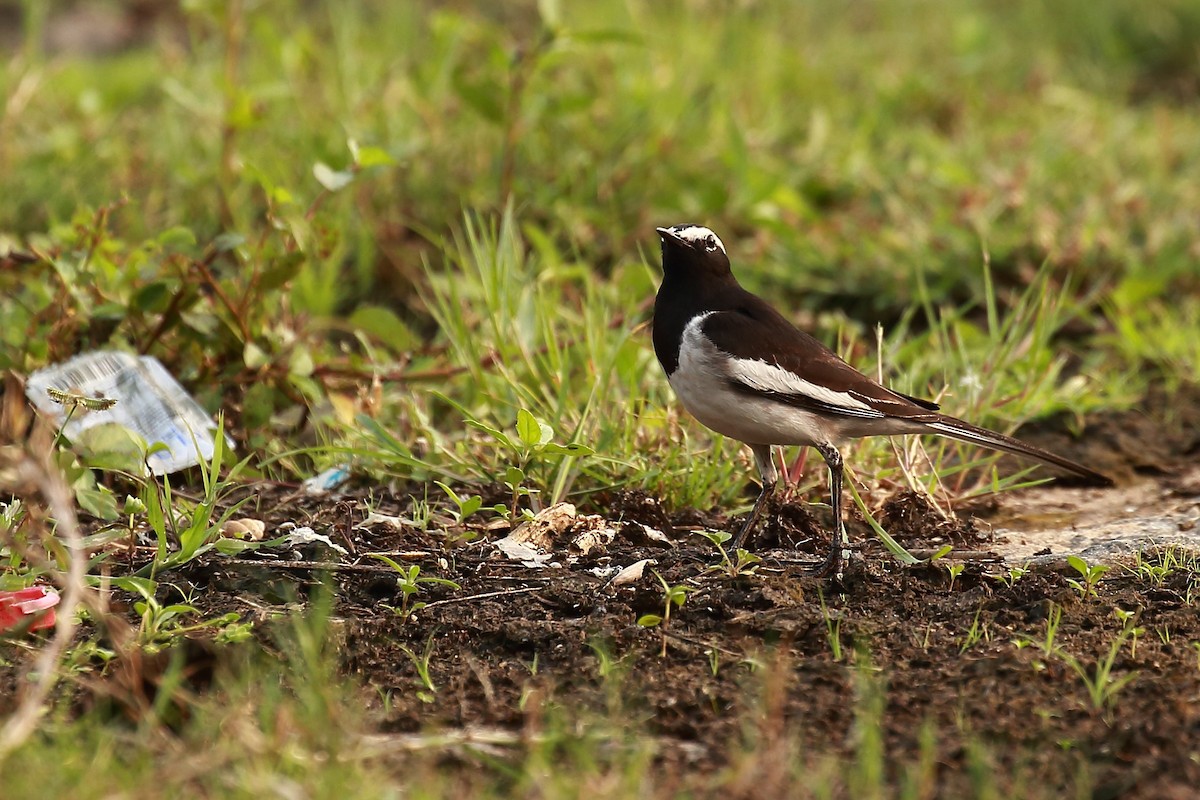 White-browed Wagtail - ML128733671