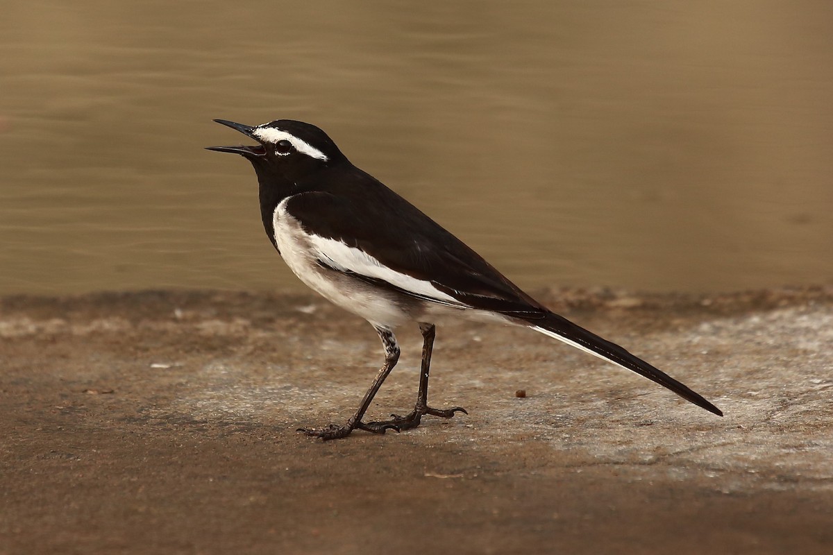 White-browed Wagtail - ML128733691
