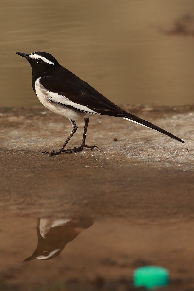 White-browed Wagtail - ML128733741