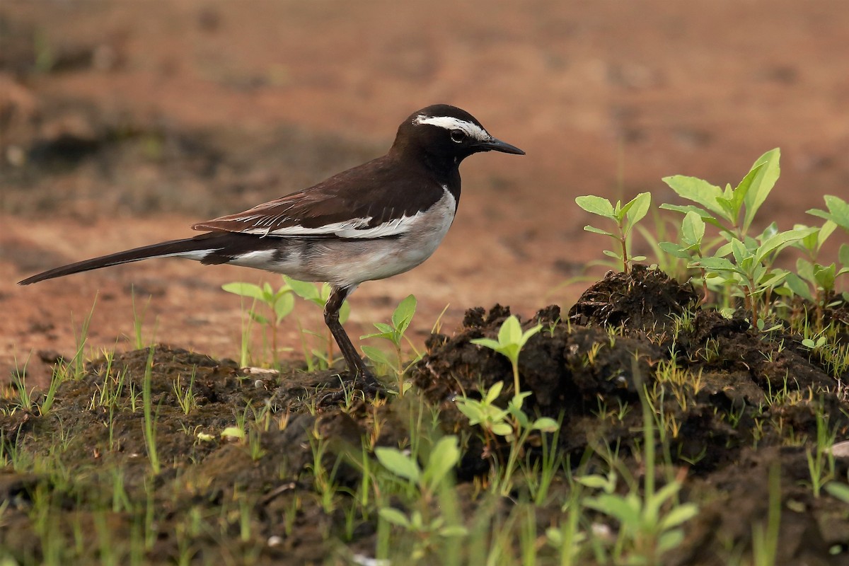 White-browed Wagtail - ML128733761