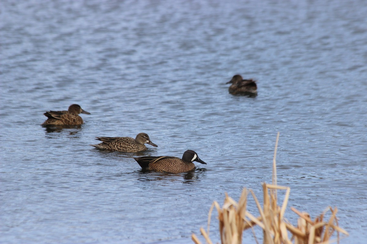 Blue-winged Teal - ML128734251