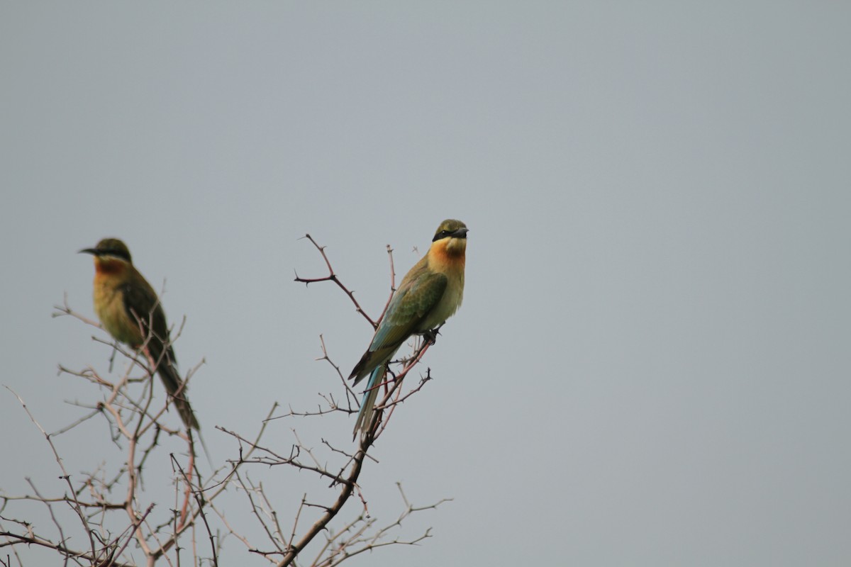 Blue-tailed Bee-eater - ML128735101