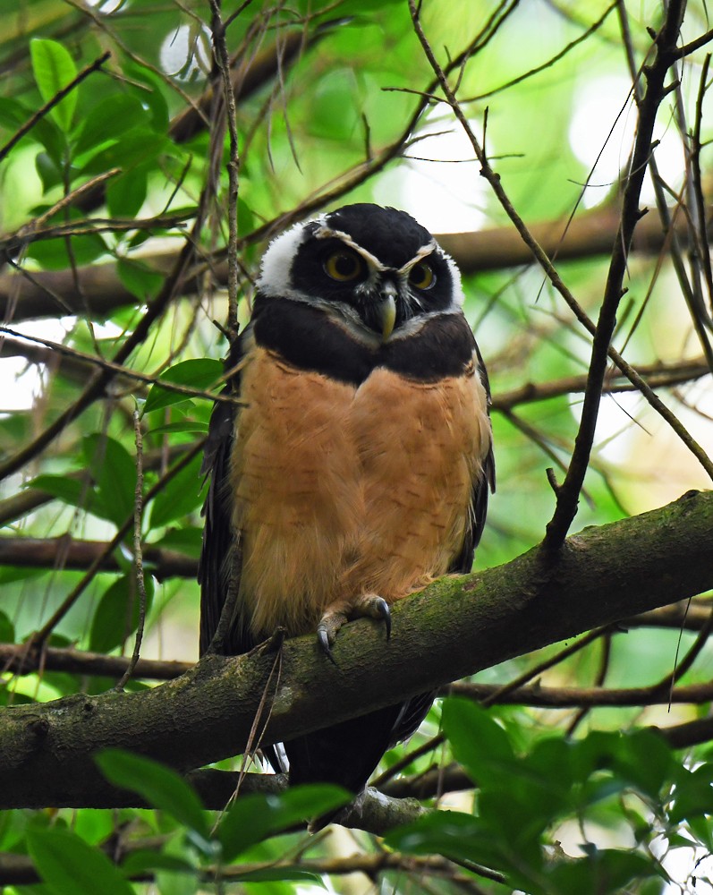 Spectacled Owl - Douglas Gimler
