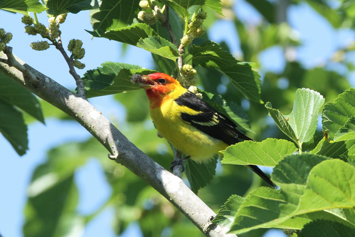 Western Tanager - Jeff Corcoran
