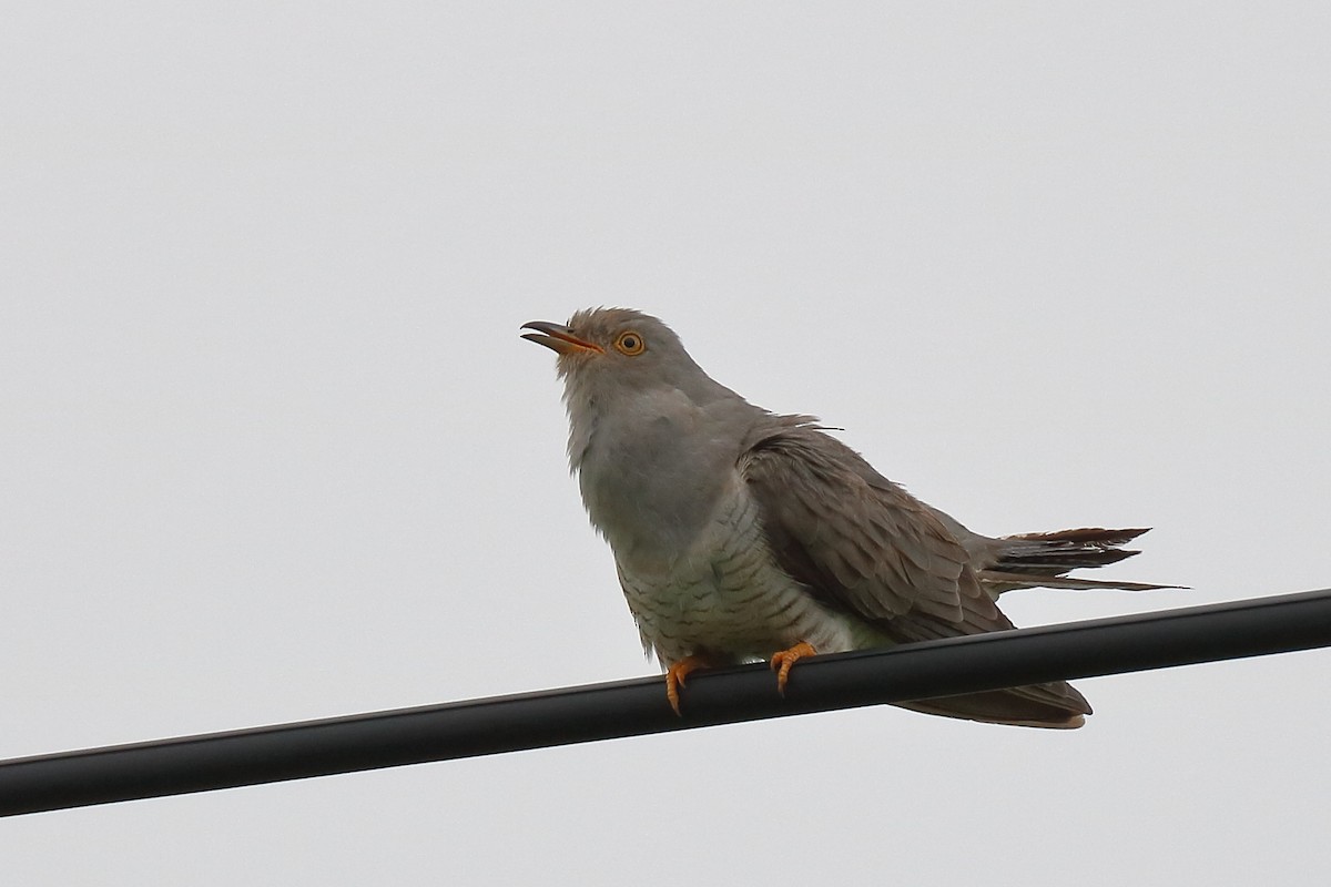 Common Cuckoo - Sharif Uddin