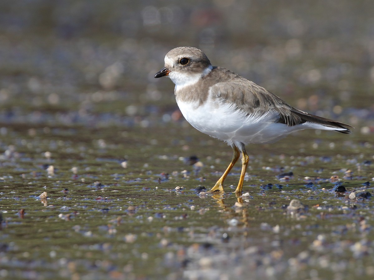 Semipalmated Plover - ML128737461
