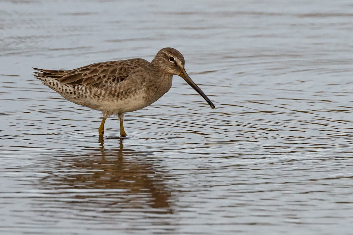 Long-billed Dowitcher - ML128737541