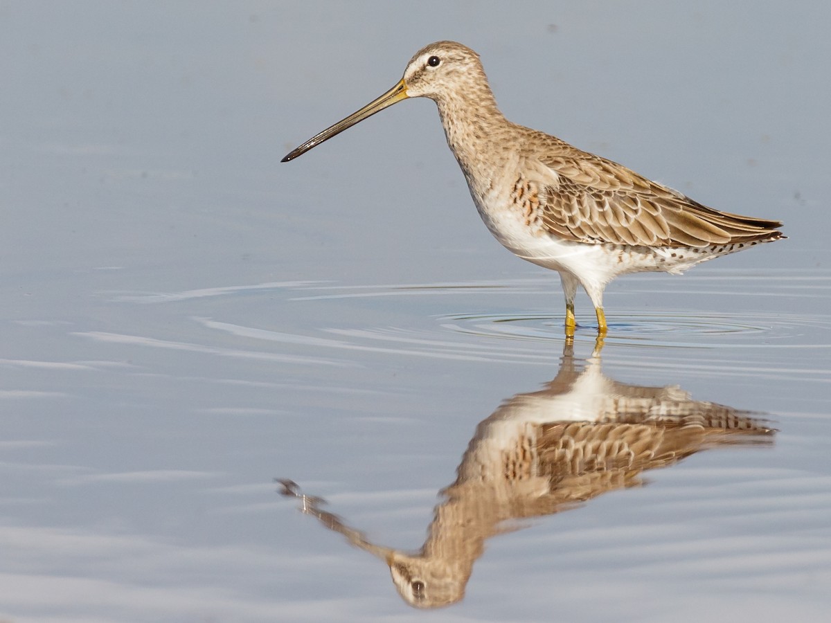 Long-billed Dowitcher - ML128737781