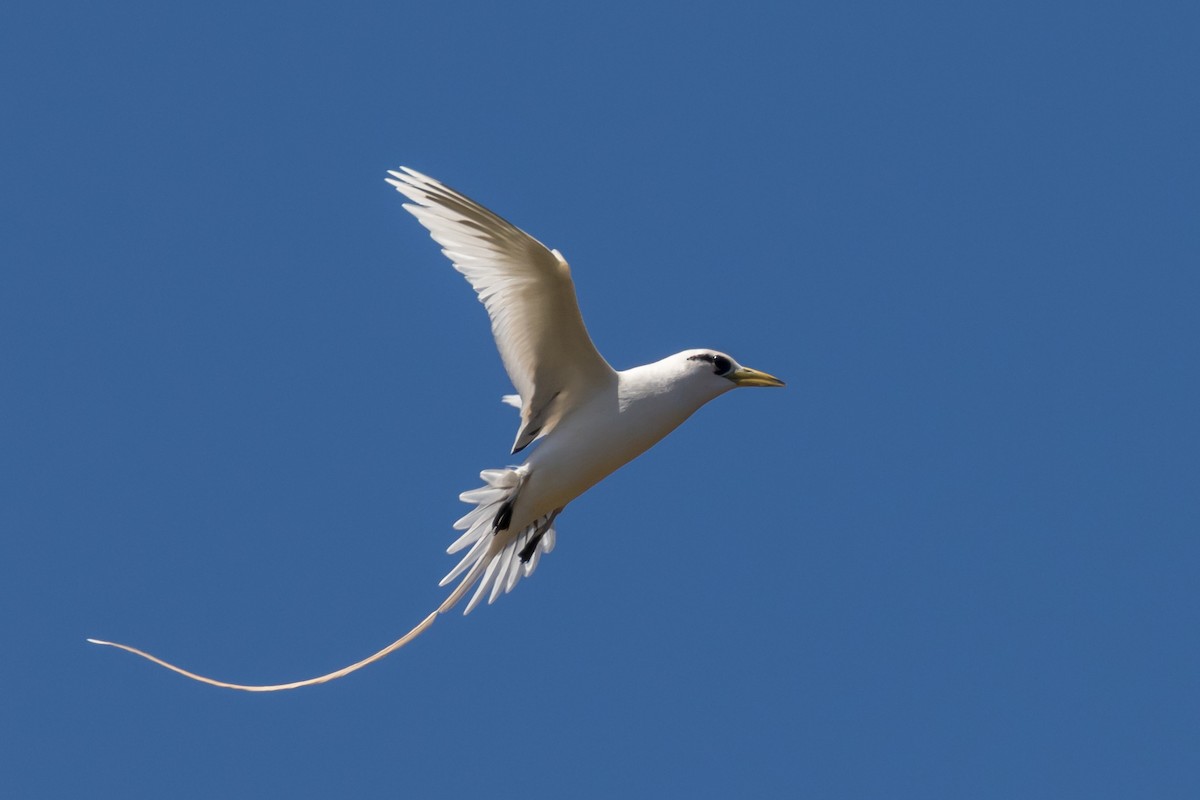 White-tailed Tropicbird - Sharif Uddin