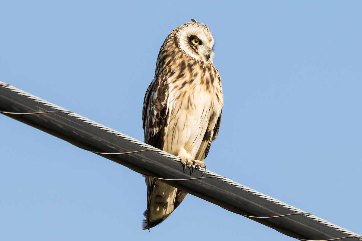Short-eared Owl (Hawaiian) - ML128737921