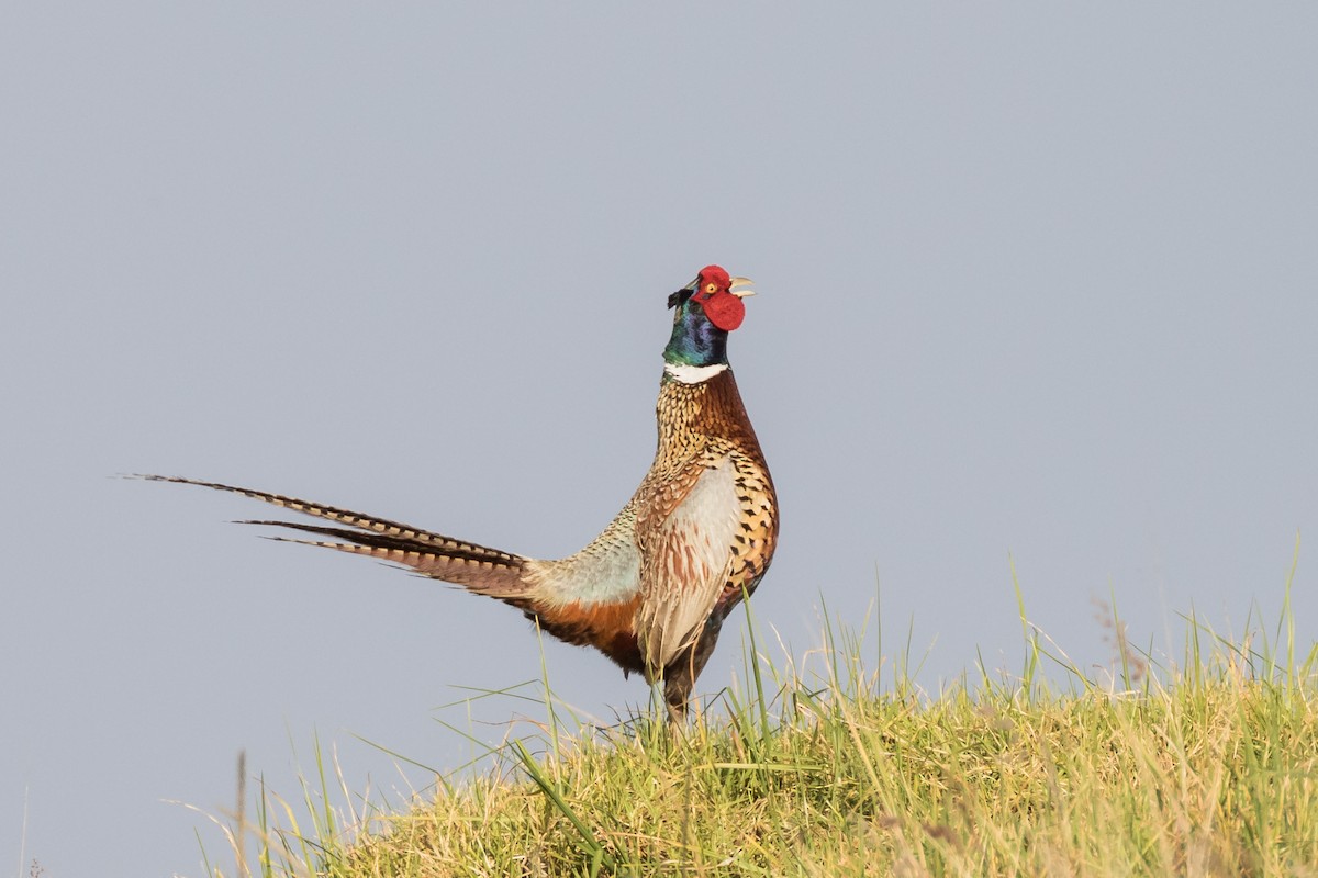 Ring-necked Pheasant - Sharif Uddin