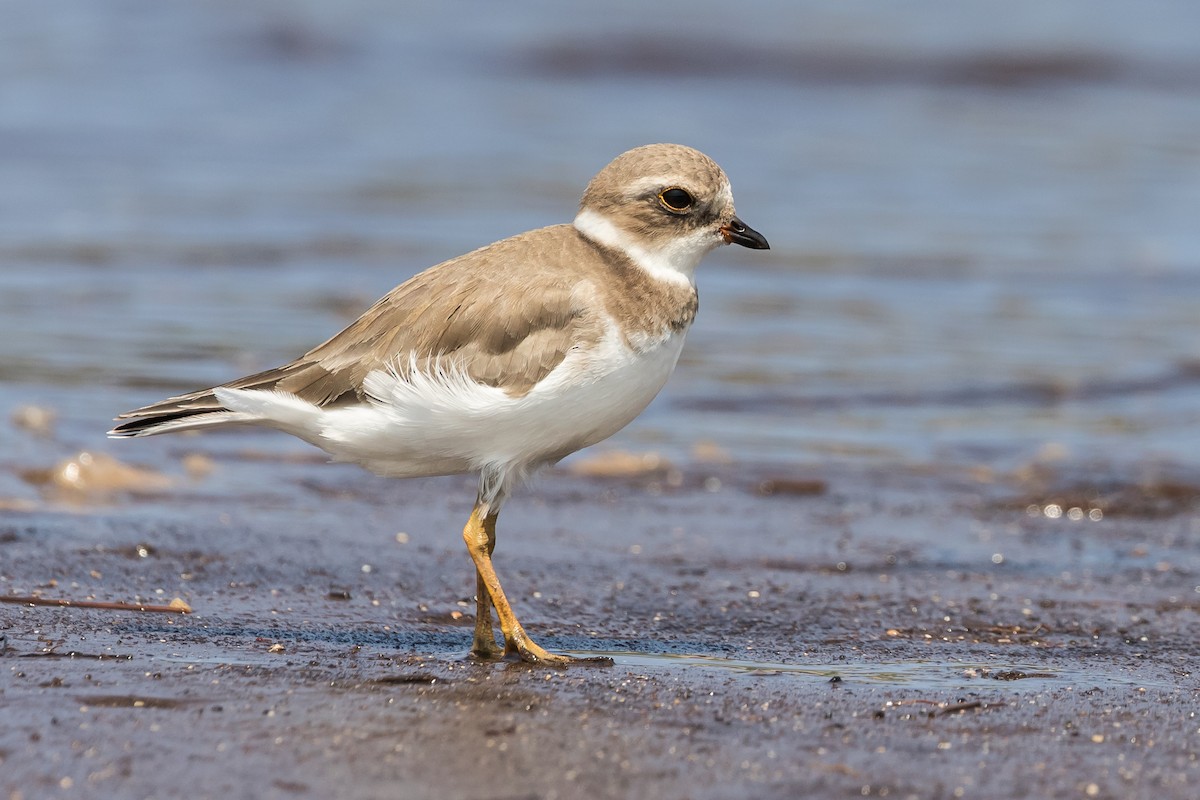 Semipalmated Plover - ML128737961