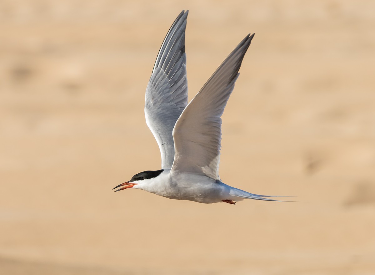 Common Tern - Sharif Uddin