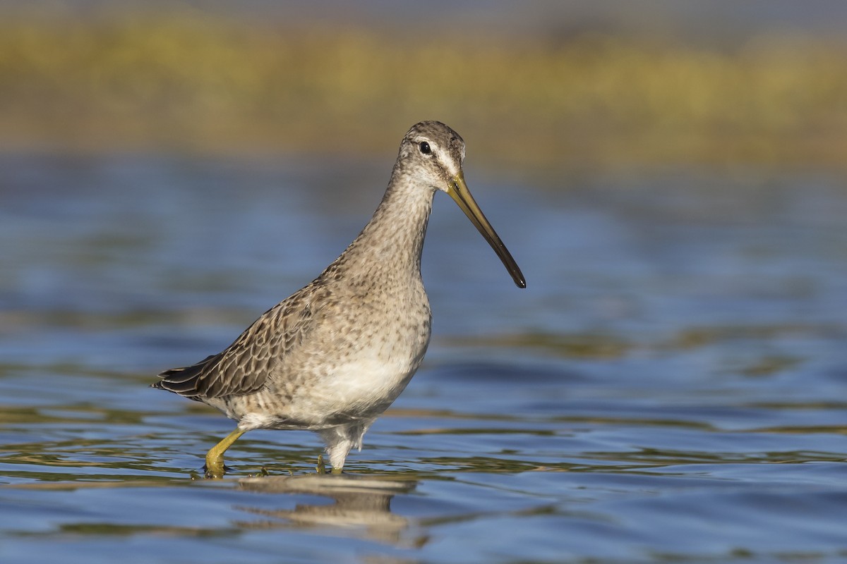 Long-billed Dowitcher - ML128738751