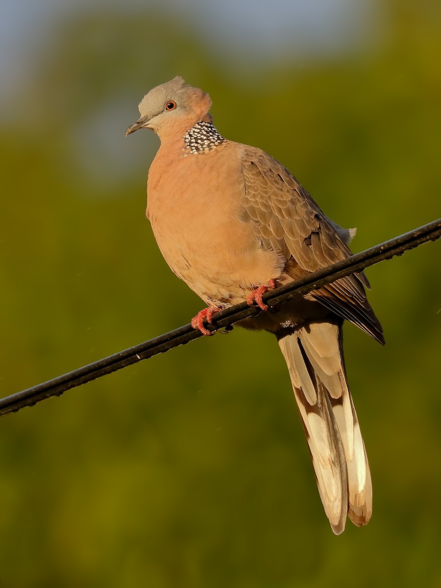 Spotted Dove - ML128738861