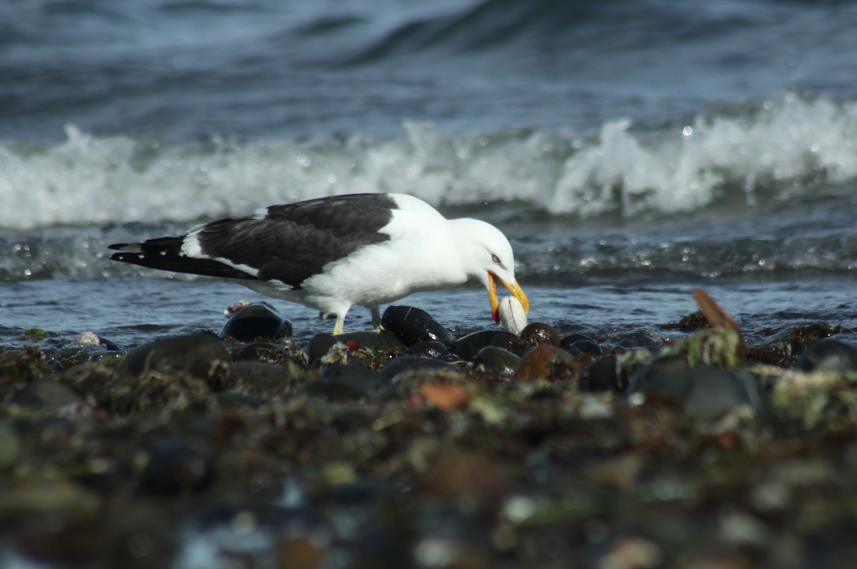 Kelp Gull (dominicanus) - ML128740291
