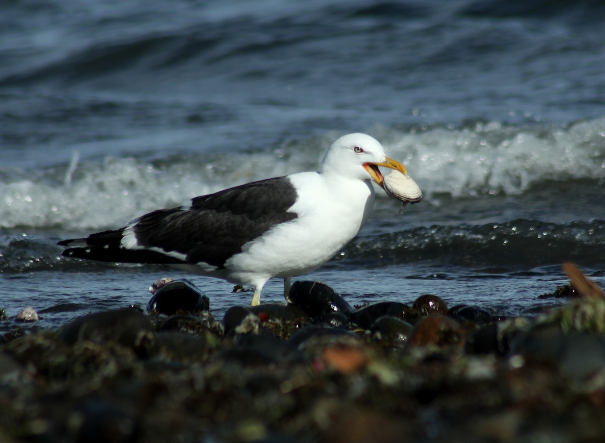 Kelp Gull (dominicanus) - ML128740331