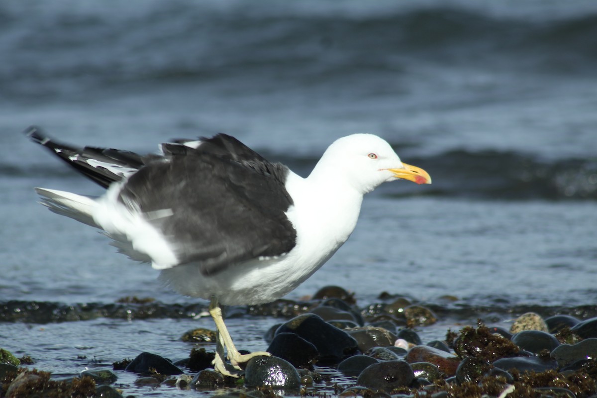 Kelp Gull (dominicanus) - ML128740441